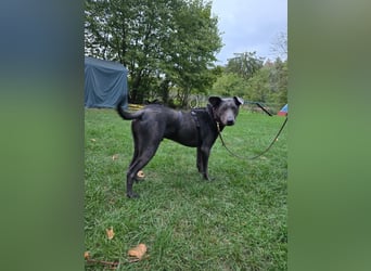 Martini - ein Herzenshund sucht sein für-immer-Zuhause