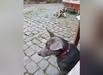 Martini - ein Herzenshund sucht sein für-immer-Zuhause