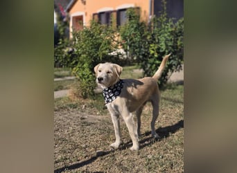 Nino,  supernetter Terriermischling