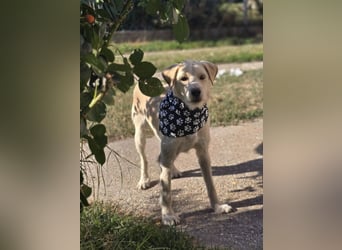 Nino,  supernetter Terriermischling