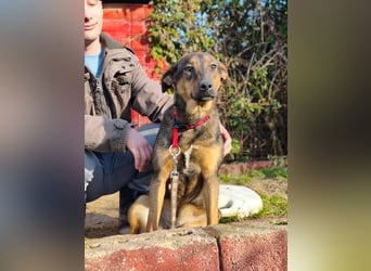 Willow - Zarte Seele sucht ein liebevolles Zuhause