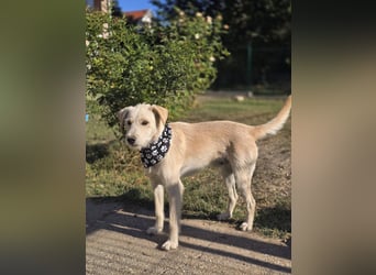 Nino,  supernetter Terriermischling