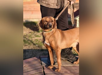 Cezar - ruhiger, freundlicher Begleiter sucht ein sicheres Zuhause