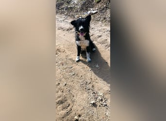 Kaya - Sanfte Seele sucht ihr Für-immer-Zuhause