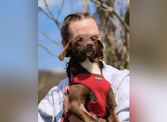 Astra - Sanfte und sehr freundliche Hündin sucht ihr Für-immer-Zuhause