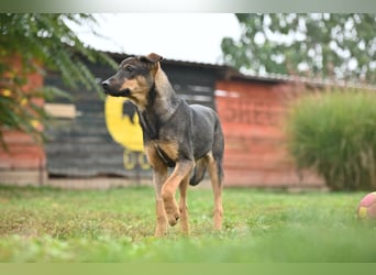 Willow - Zarte Seele sucht ein liebevolles Zuhause