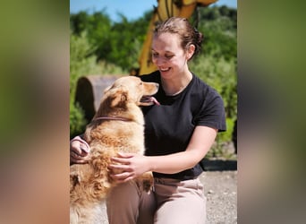 Ozzu - ein Sonnenschein auf vier Pfoten sucht sein Für-immer-Zuhause