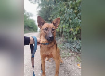 Molly - freundliche und ausgeglichene Mischlingshündin sucht ihr Zuhause