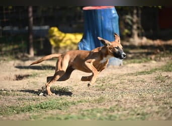 Tala - ein fröhliches Hundemädchen auf der Suche nach ihrer Familie