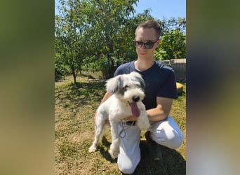 Amalia - eine anhängliche, aufgeschlossene Hündin auf der Suche nach ihrem Zuhause