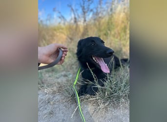 Ema - eine verspielte junge Hündin auf der Suche nach ihrem Für-immer-Zuhause