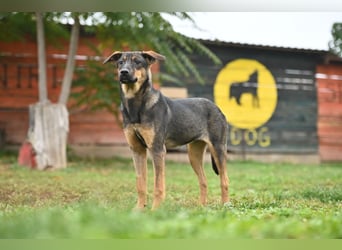 Willow - Zarte Seele sucht ein liebevolles Zuhause