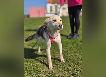 KORAL - liebevolle und aktive Hündin sucht ihr Zuhause