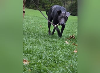 Martini - ein Herzenshund sucht sein für-immer-Zuhause
