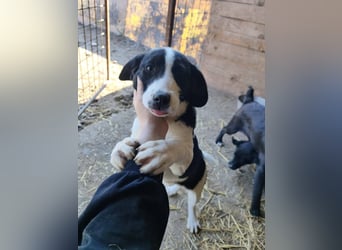 Mimi, kleines Hundemädchen auf der Suche nach seinen Zuhause