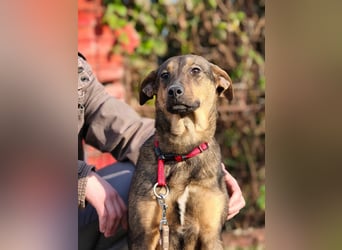 Willow - Zarte Seele sucht ein liebevolles Zuhause