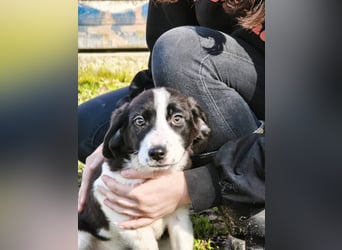 Mimi, kleines Hundemädchen auf der Suche nach seinen Zuhause