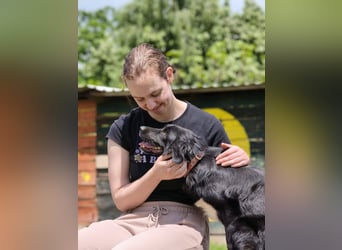 Dottie - Neugierige und freundliche Hündin sucht aktive Familie