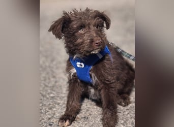 Aslan, superhübscher Welpe