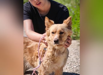 Ozzu - ein Sonnenschein auf vier Pfoten sucht sein Für-immer-Zuhause