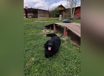 Blecky - freundlich und voller Lebensfreude