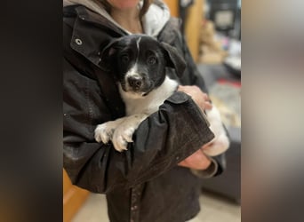 Iggy, kleiner Kämpfer mit großem Herz sucht sein Für-immer-Zuhause