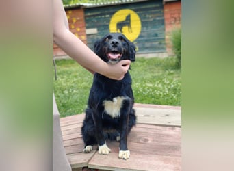 Dottie - Neugierige und freundliche Hündin sucht aktive Familie