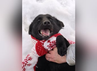 Ema - eine verspielte junge Hündin auf der Suche nach ihrem Für-immer-Zuhause