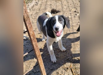 Mimi, kleines Hundemädchen auf der Suche nach seinen Zuhause