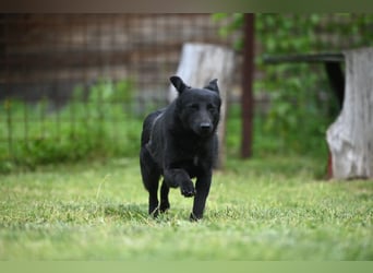 Ema - eine verspielte junge Hündin auf der Suche nach ihrem Für-immer-Zuhause