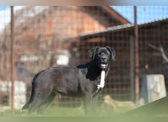 Scooby - fröhlicher kleiner Herzensbrecher sucht sein Zuhause