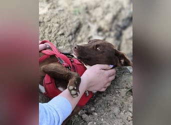 Astra - Sanfte und sehr freundliche Hündin sucht ihr Für-immer-Zuhause