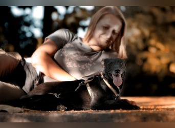 Ilse - intelligente, sportliche Hündin auf der Suche nach ihrer Familie