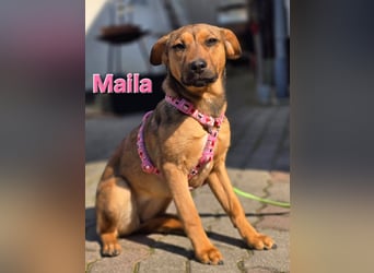 Maila sucht ihr Für-immer-Zuhause