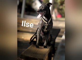 Ilse - intelligente, sportliche Hündin auf der Suche nach ihrer Familie