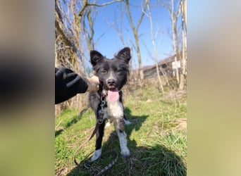 Kaya - Sanfte Seele sucht ihr Für-immer-Zuhause