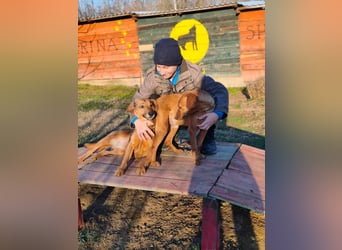 Cezar - ruhiger, freundlicher Begleiter sucht ein sicheres Zuhause