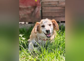 Nastia sucht ihr Für-immer-Zuhause