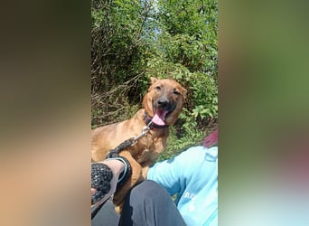 Molly - freundliche und ausgeglichene Mischlingshündin sucht ihr Zuhause