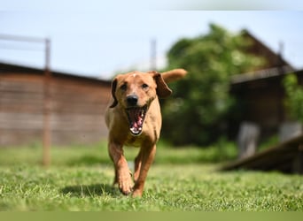 Cezar - ruhiger, freundlicher Begleiter sucht ein sicheres Zuhause