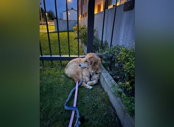 Atina - liebevolle Begleiterin sucht ihr Für-immer-Zuhause