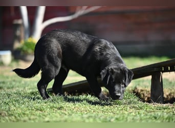 Scooby - fröhlicher kleiner Herzensbrecher sucht sein Zuhause