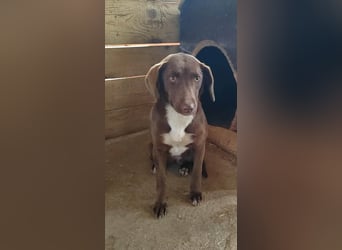 Astra - Sanfte und sehr freundliche Hündin sucht ihr Für-immer-Zuhause