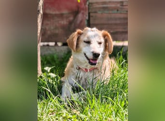 Nastia sucht ihr Für-immer-Zuhause