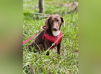 Astra - Sanfte und sehr freundliche Hündin sucht ihr Für-immer-Zuhause