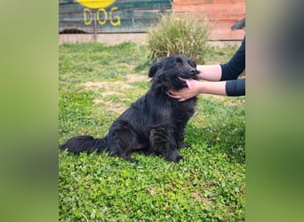 Blecky - freundlich und voller Lebensfreude