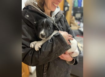 Iggy, kleiner Kämpfer mit großem Herz sucht sein Für-immer-Zuhause