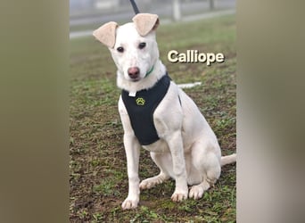 Calliope - junge Hündin sucht dringend ein liebevolles Zuhause