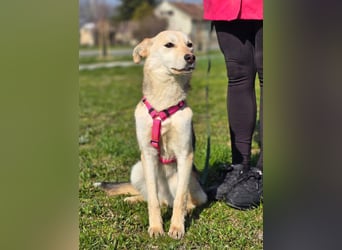 KORAL - liebevolle und aktive Hündin sucht ihr Zuhause