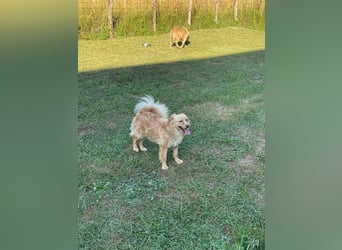 Ozzu - ein Sonnenschein auf vier Pfoten sucht sein Für-immer-Zuhause